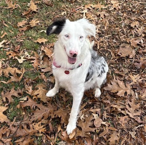 Enlarge Bindi, a Adoptable mixed breed in Midlothian, VA image 3/6