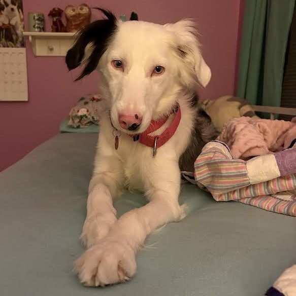 Enlarge Bindi, a Adoptable mixed breed in Midlothian, VA image 1/6