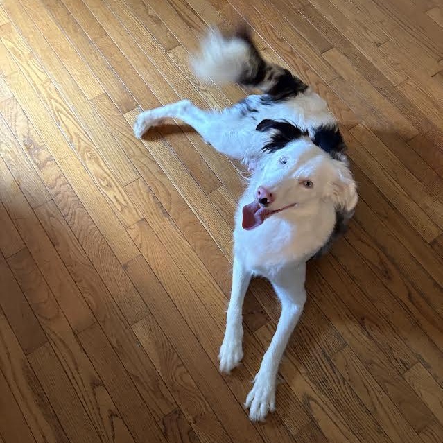 Enlarge Bindi, a Adoptable mixed breed in Midlothian, VA image 4/6