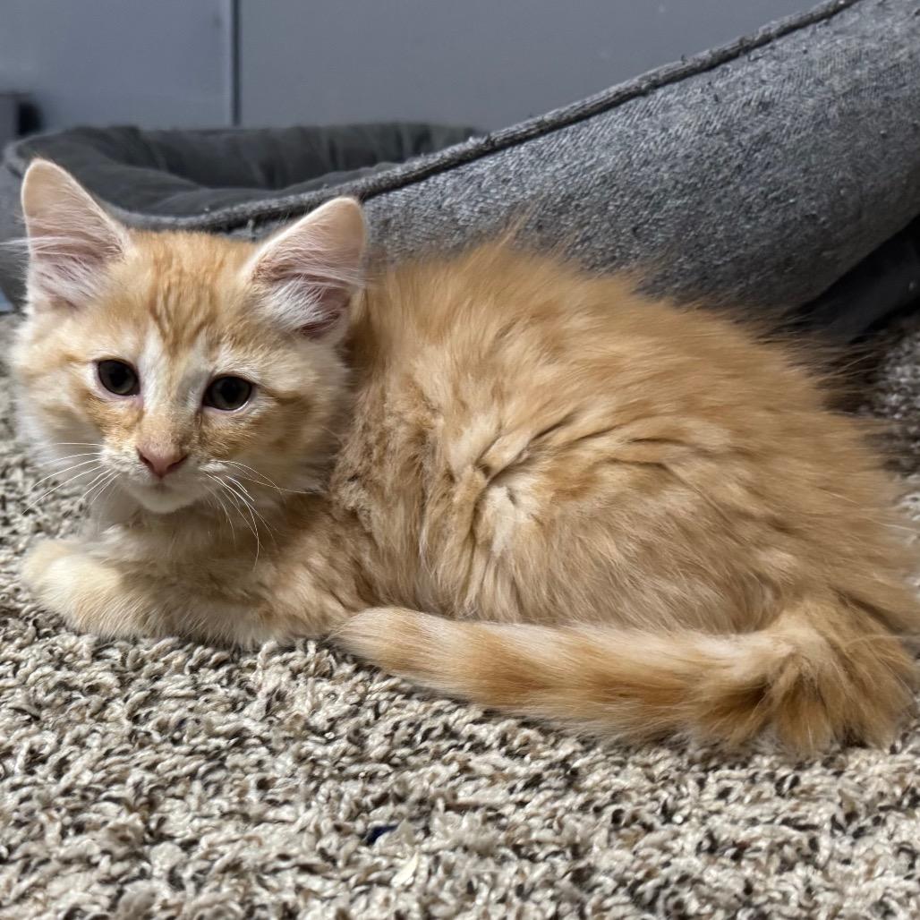 Brad Majors, Adopted, Kitten Male Domestic Medium Hair.