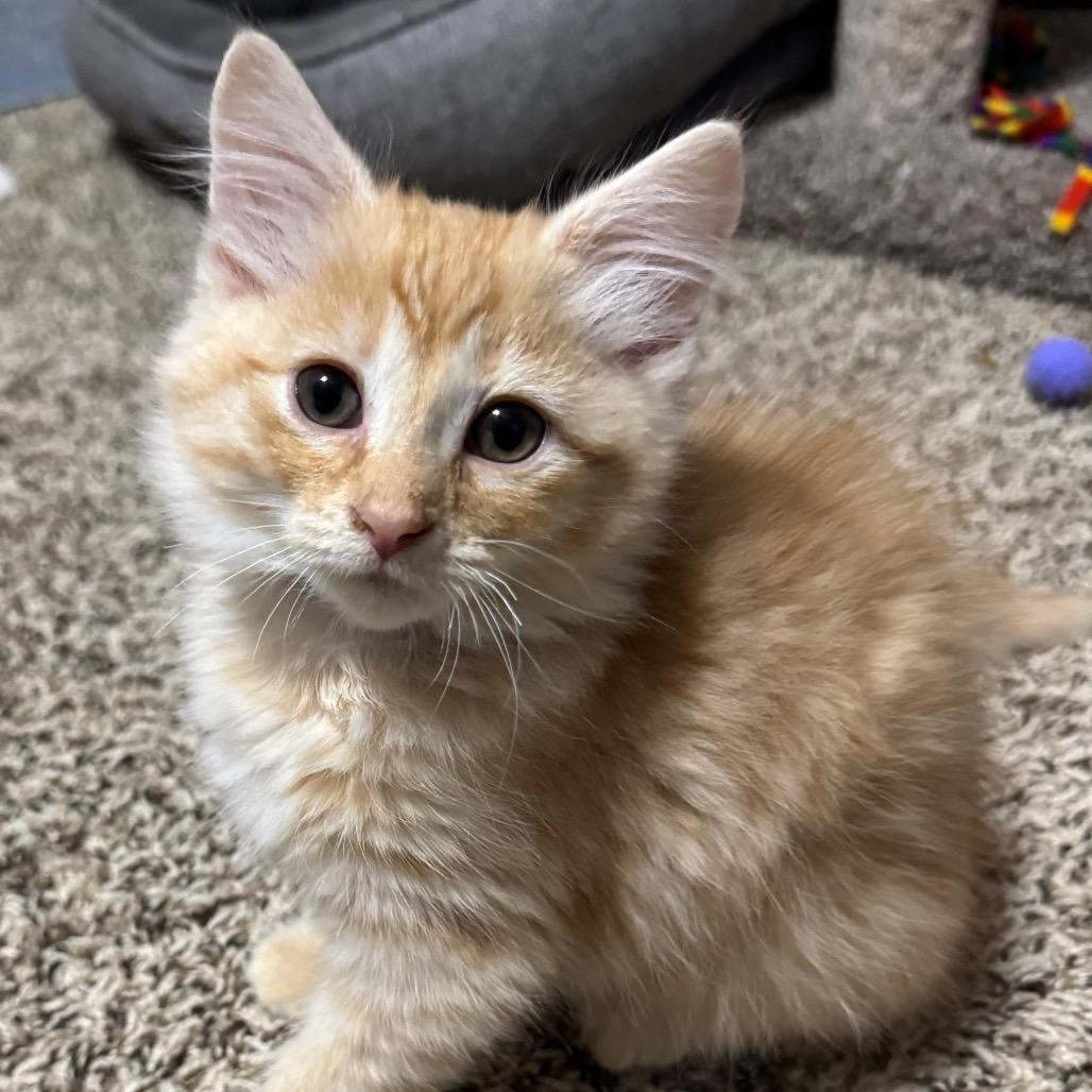 Enlarge Brad Majors, a Adopted Domestic Medium Hair in Roselle, IL image 2/5