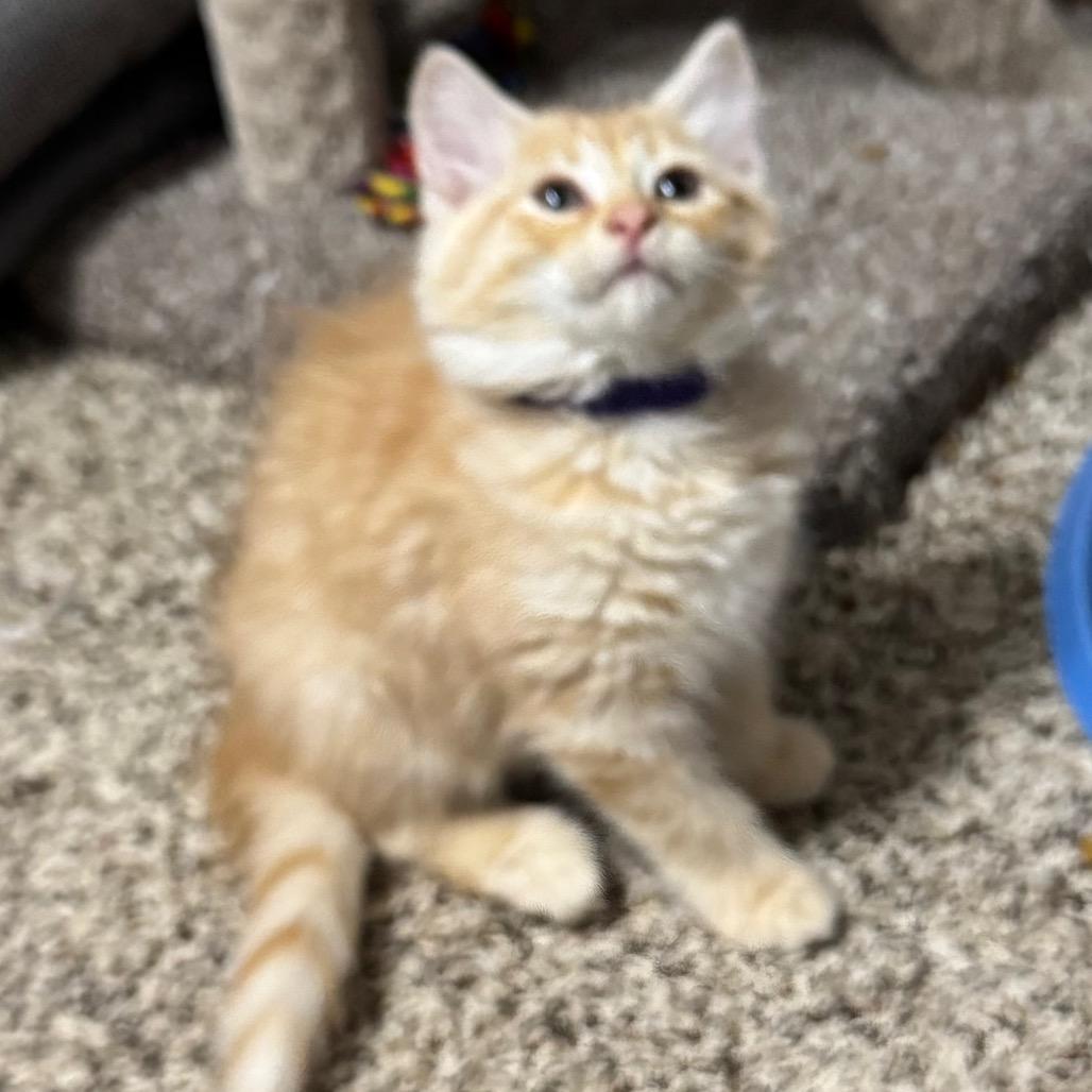 Enlarge Brad Majors, a Adopted Domestic Medium Hair in Roselle, IL image 3/5