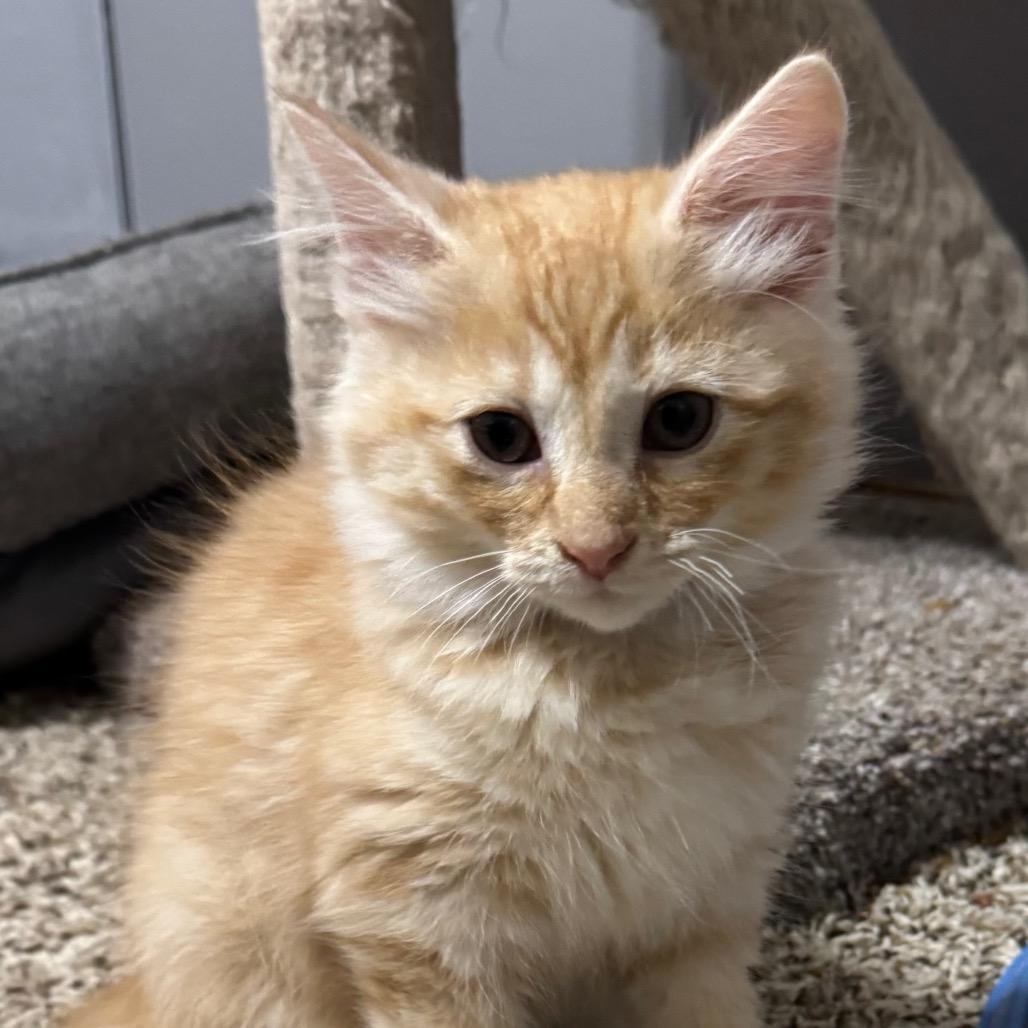 Enlarge Brad Majors, a Adopted Domestic Medium Hair in Roselle, IL image 4/5