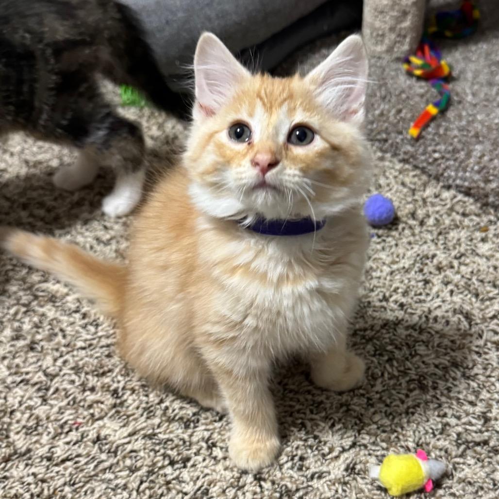 Enlarge Brad Majors, a Adopted Domestic Medium Hair in Roselle, IL image 5/5