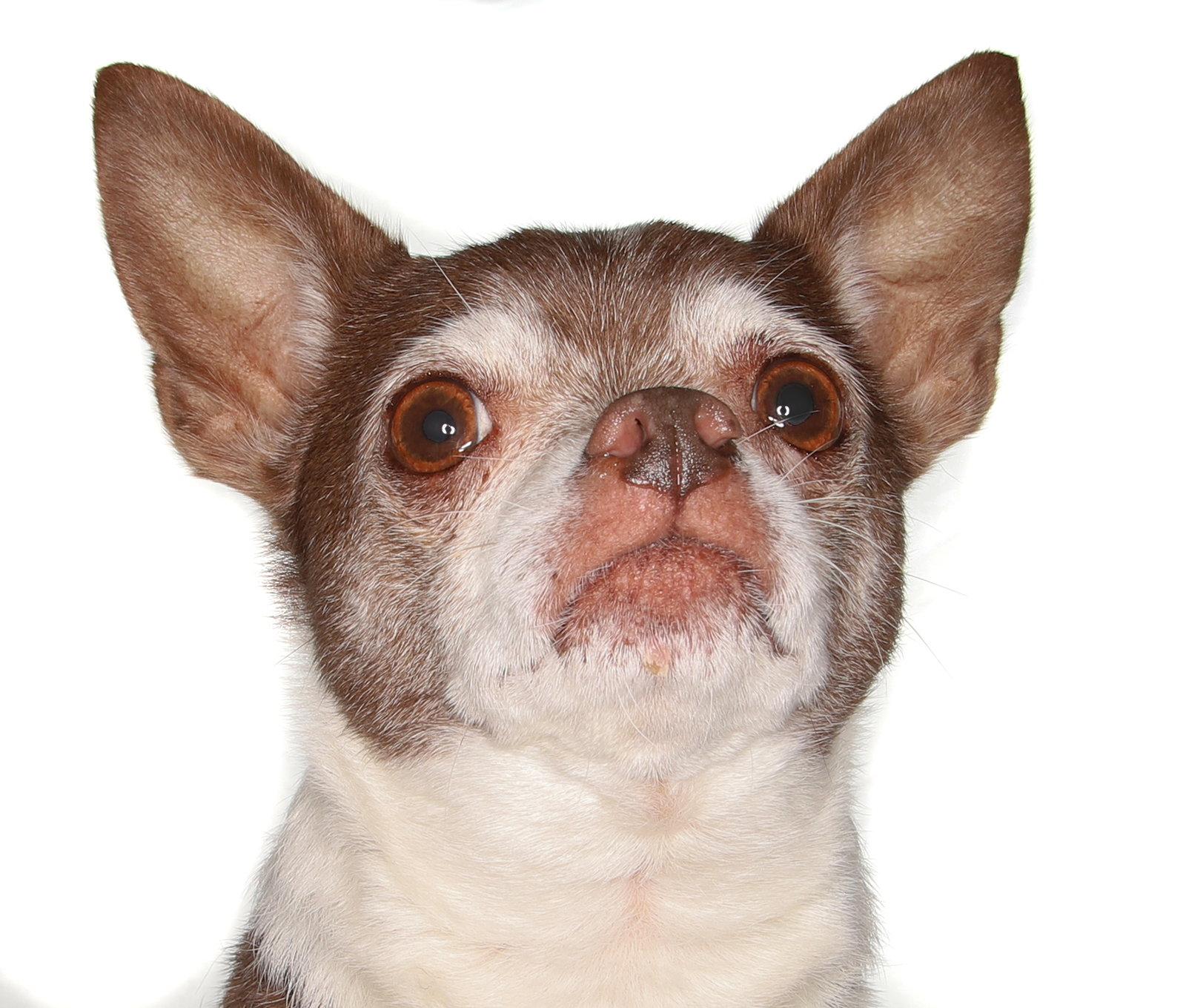 Wishbone, Adoptable, Senior Male Chihuahua.