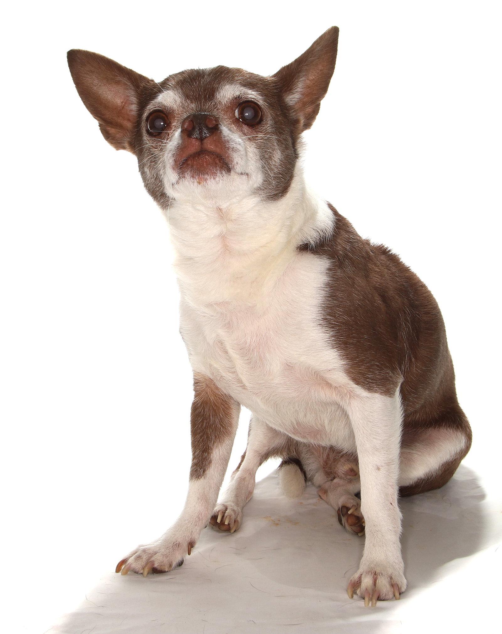 Enlarge Wishbone, a Adoptable Chihuahua in Oakland Park, FL image 2/3