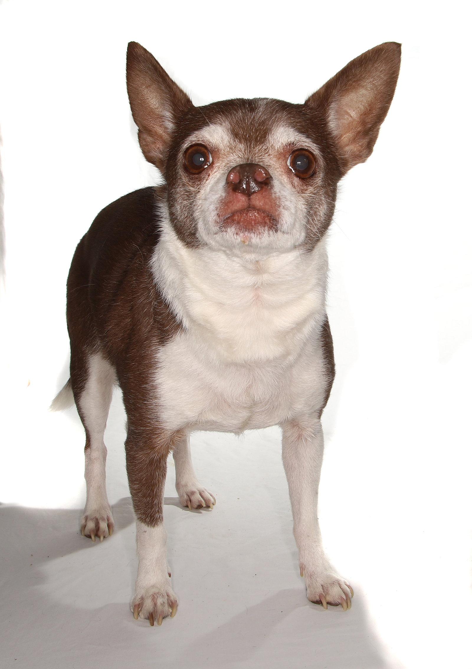Enlarge Wishbone, a Adoptable Chihuahua in Oakland Park, FL image 3/3