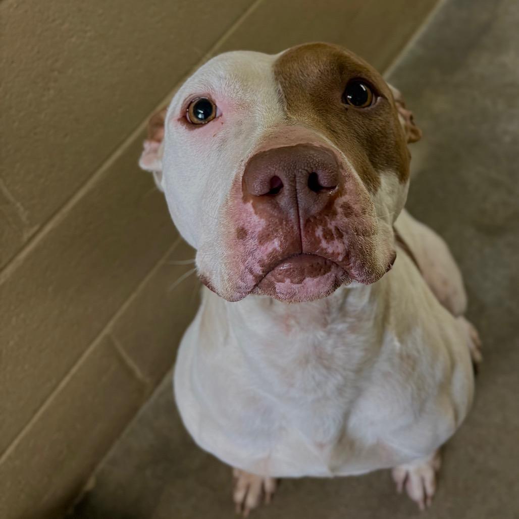 Gabbana, Adoptable, Young Female Pit Bull Terrier & Mixed Breed.