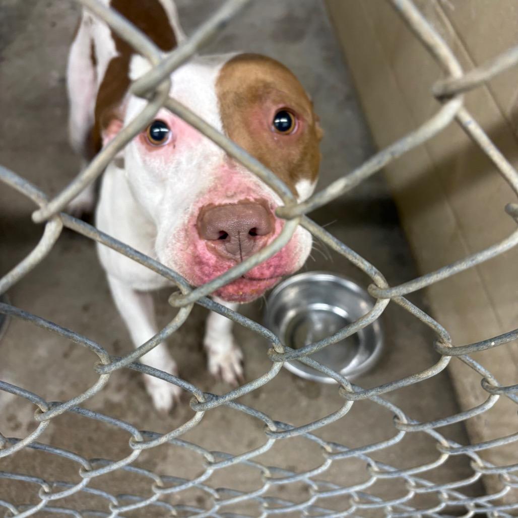 Gabbana, Adoptable, Young Female Pit Bull Terrier & Mixed Breed.