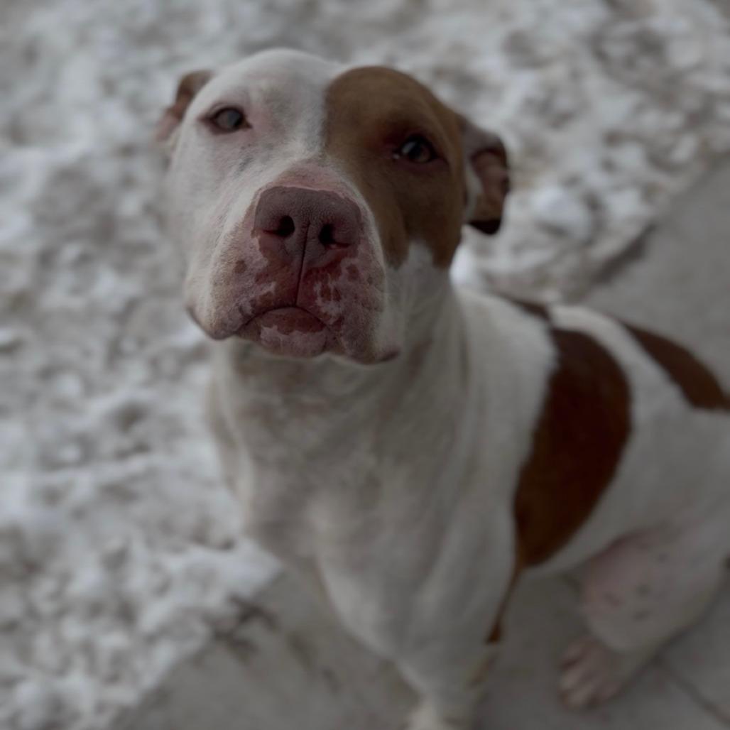 Enlarge Gabbana, a Adoptable mixed breed in Independence, KS image 3/5