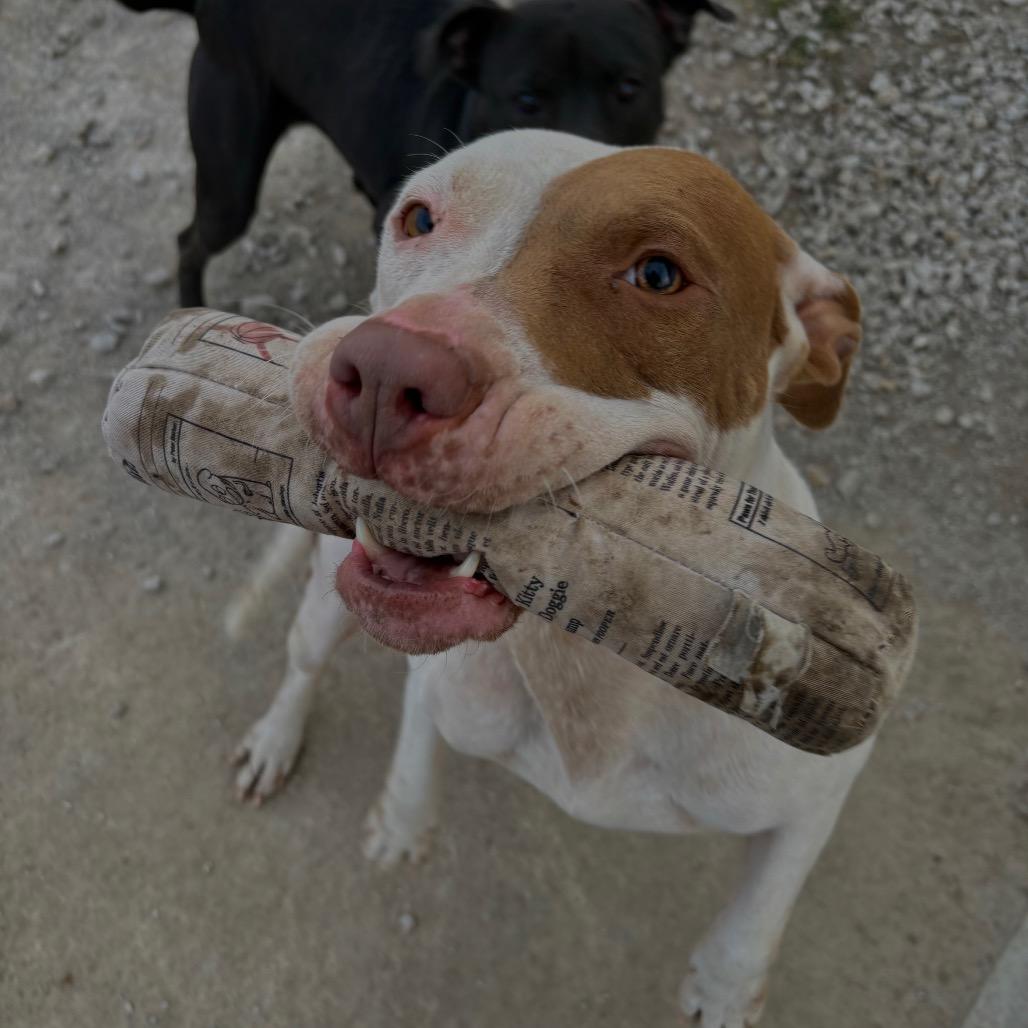 Enlarge Gabbana, a Adoptable mixed breed in Independence, KS image 2/2