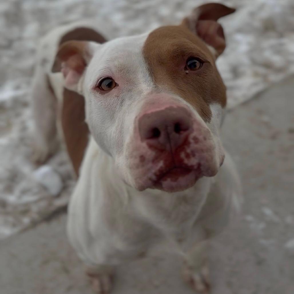 Enlarge Gabbana, a Adoptable mixed breed in Independence, KS image 5/5