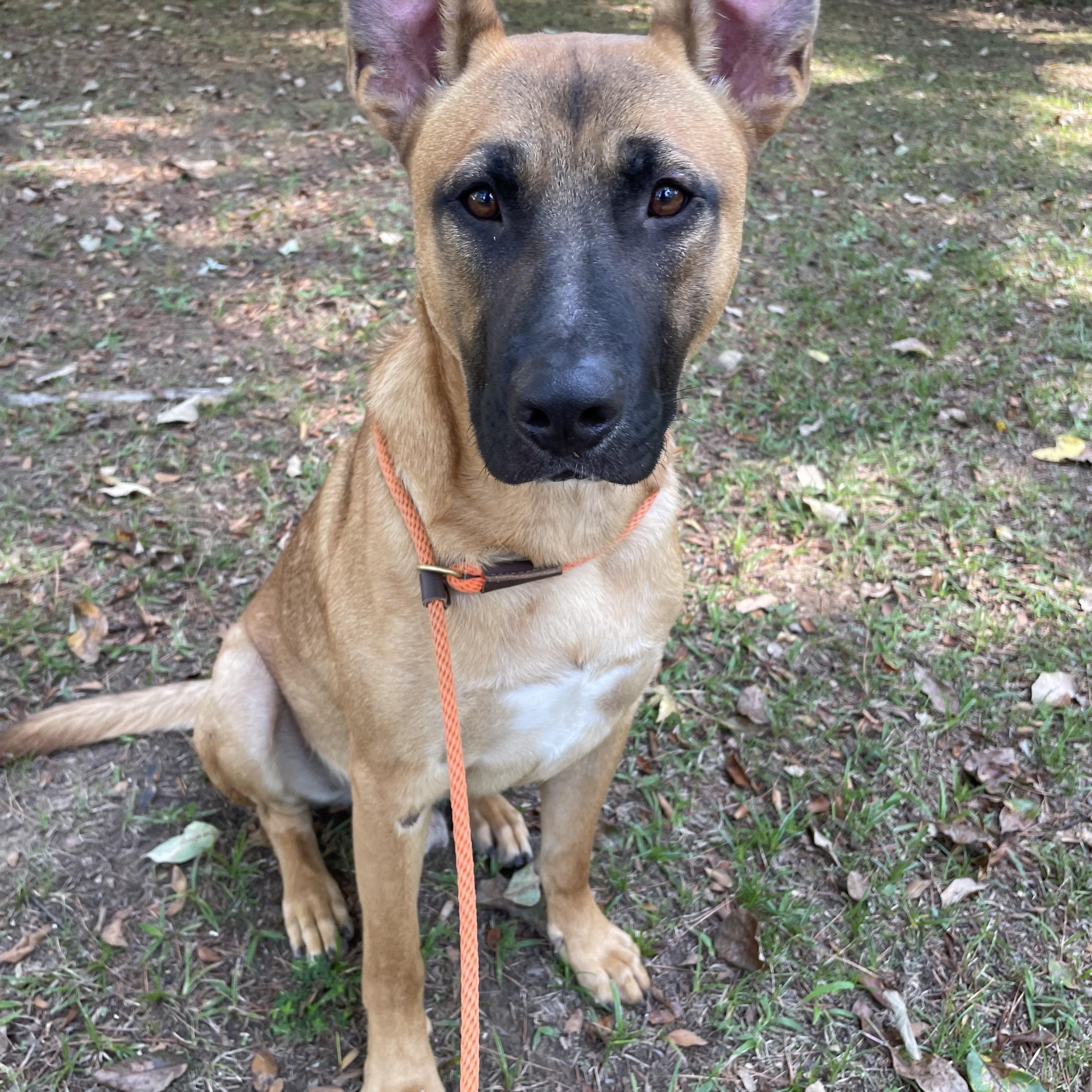 Marmaduke