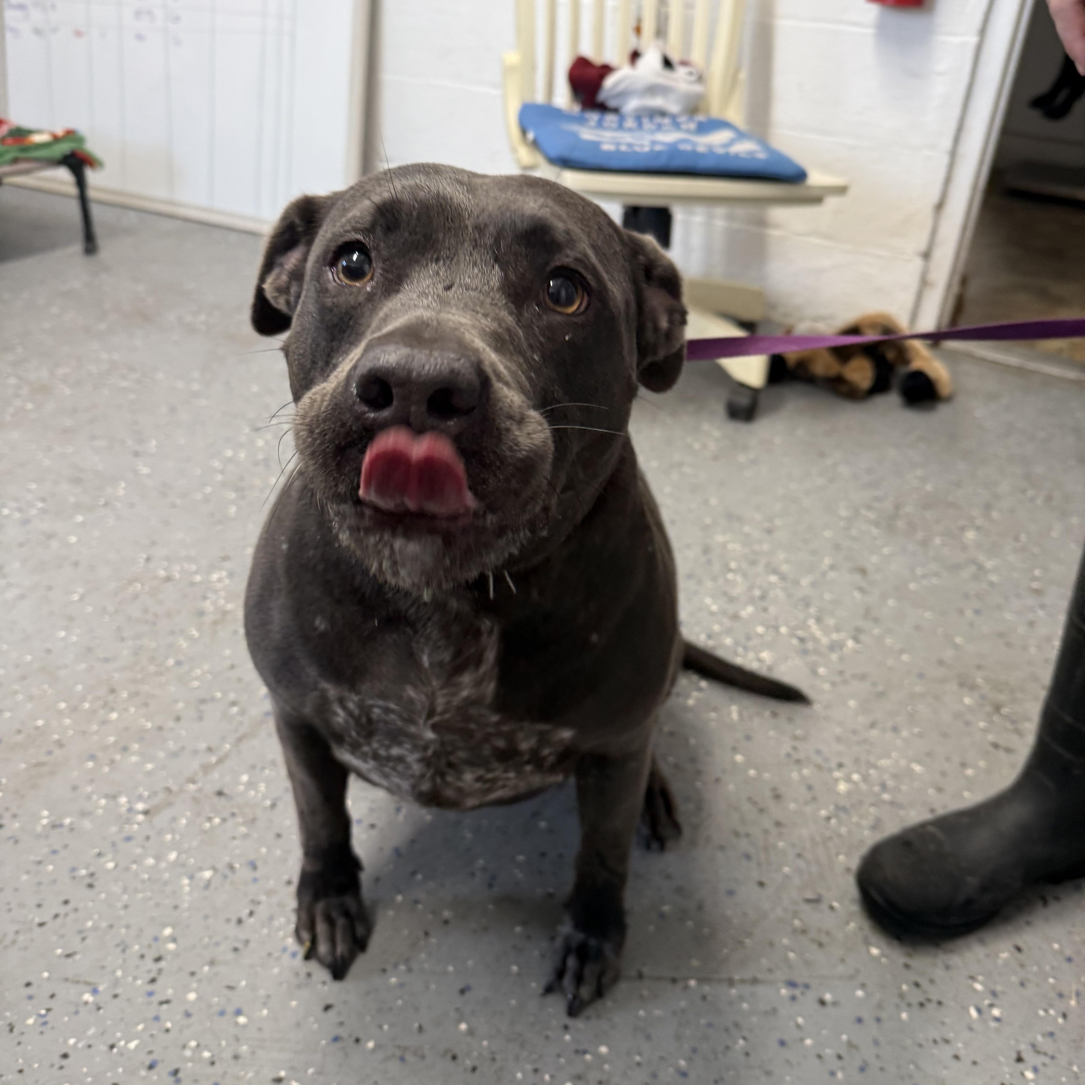 Journey, a ADOPTABLE Labrador Retriever in Lewisburg, TN image 1/2