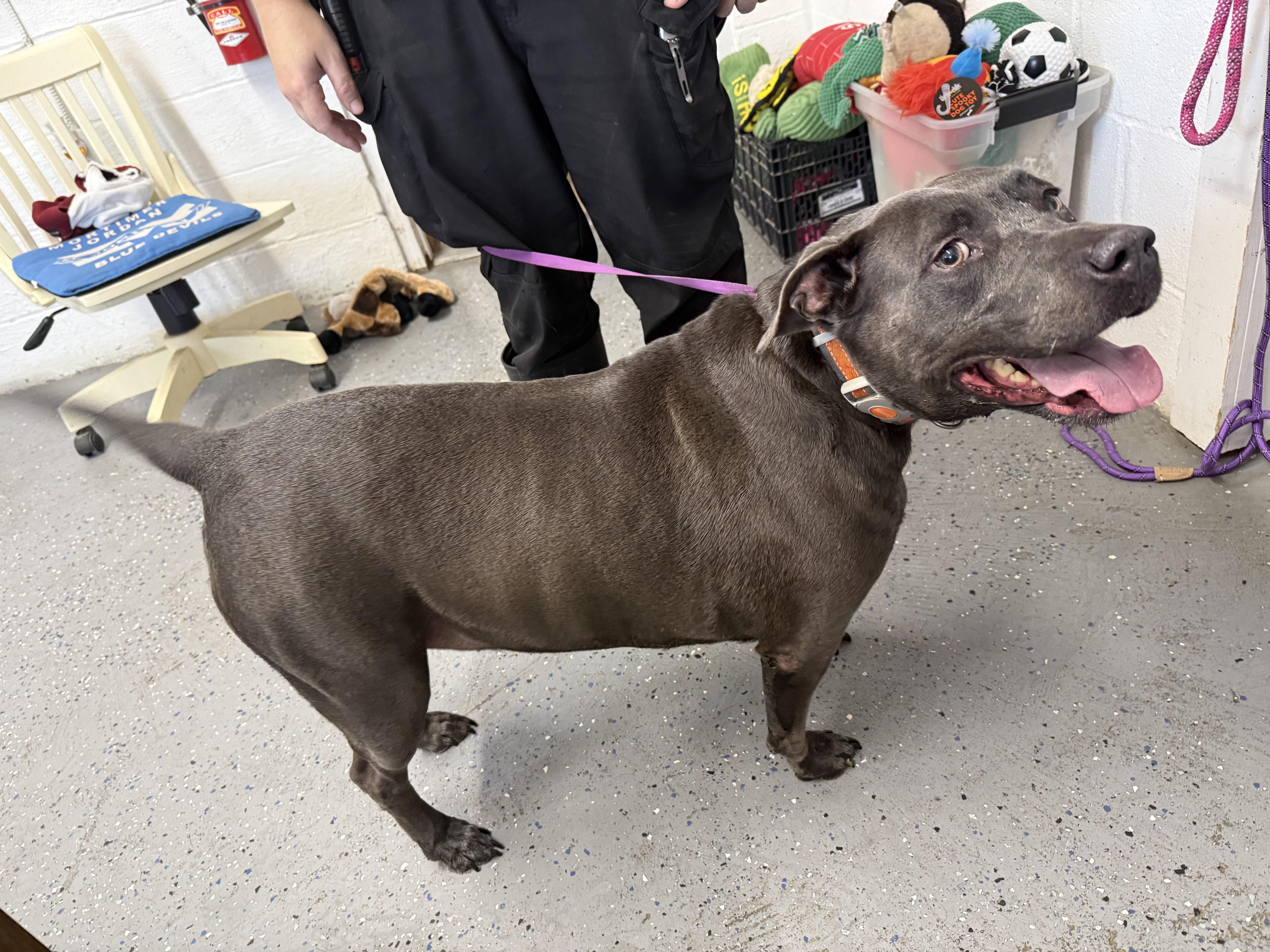 Journey, a ADOPTABLE Labrador Retriever in Lewisburg, TN image 2/2