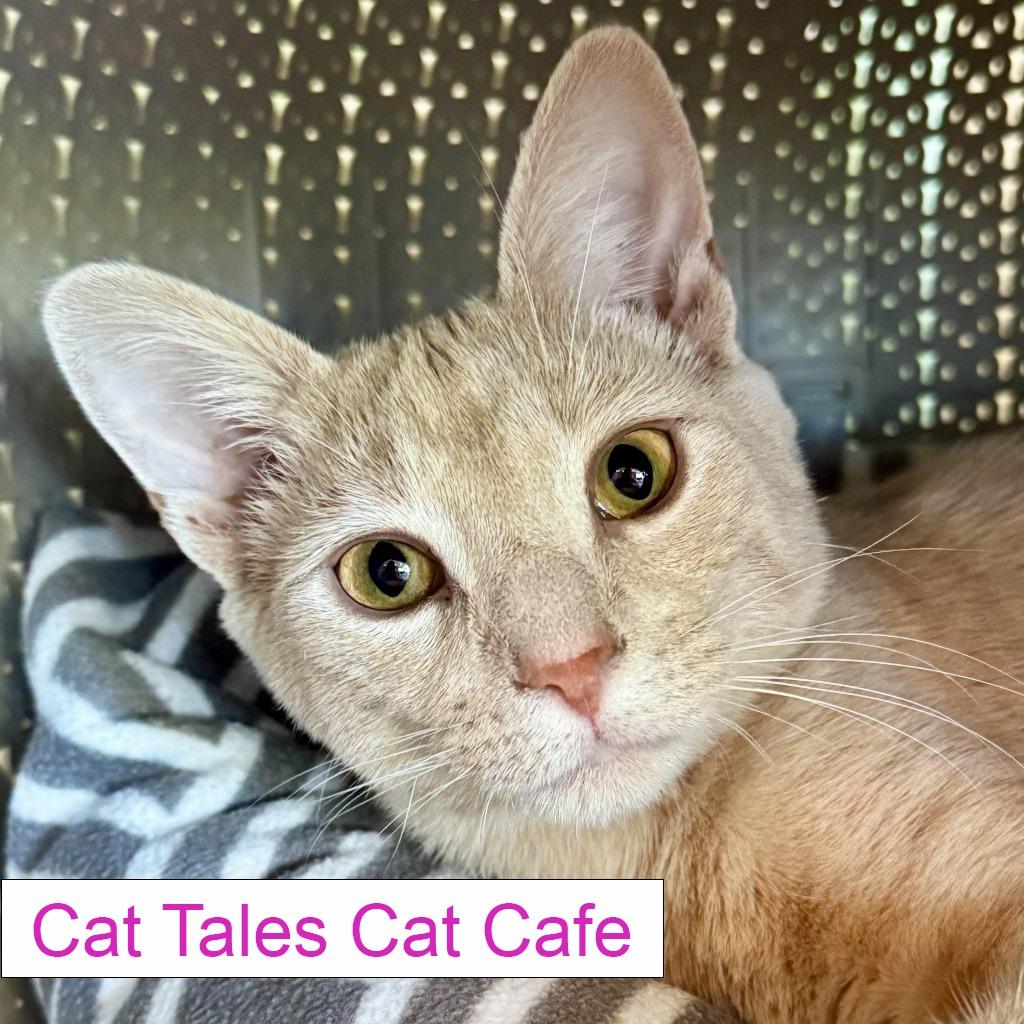 Baby Bear, Adoptable, Young Male Domestic Short Hair.