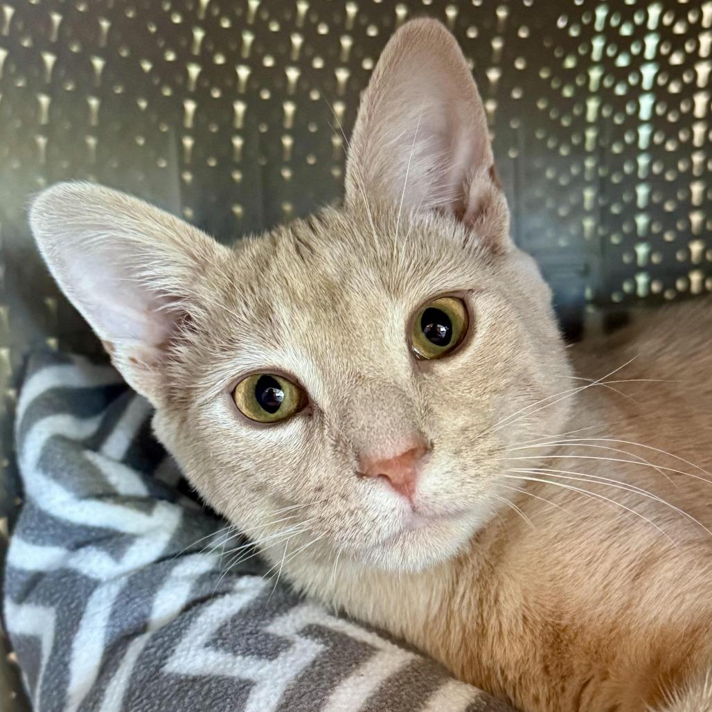 Baby Bear, a Adoptable Domestic Short Hair in Chapel Hill, NC image 2/3