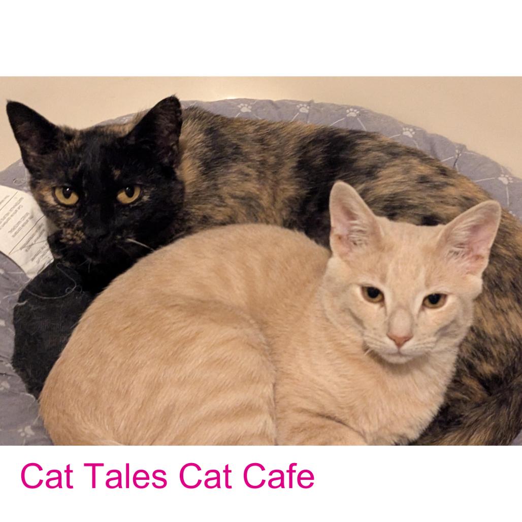 Baby Bear, a Adoptable Domestic Short Hair in Chapel Hill, NC image 3/3