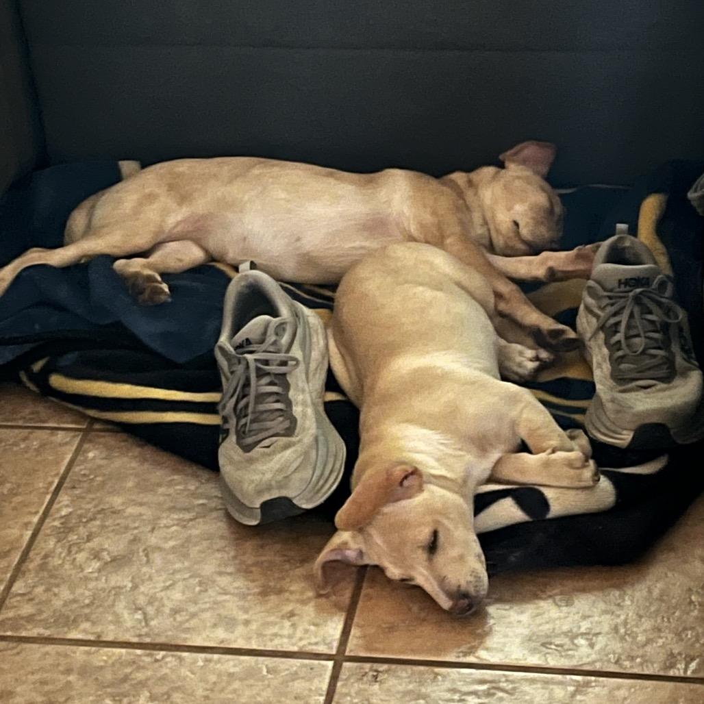 Osha, a Adoptable Labrador Retriever in Bulverde, TX image 1/6