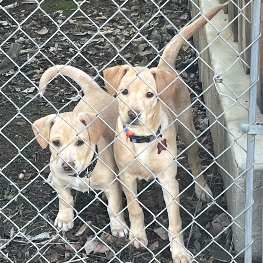Osha, a Adoptable Labrador Retriever in Bulverde, TX image 2/6