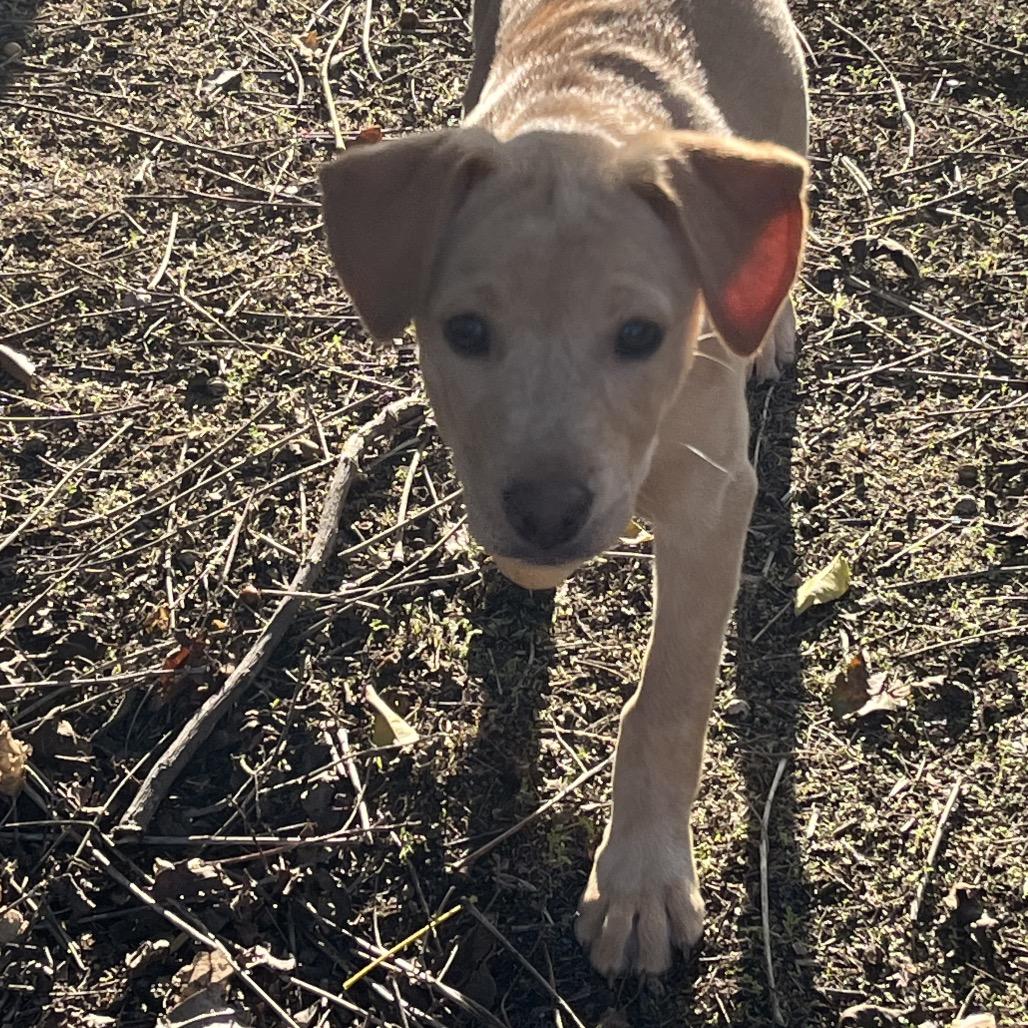 Osha, a Adoptable Labrador Retriever in Bulverde, TX image 3/6
