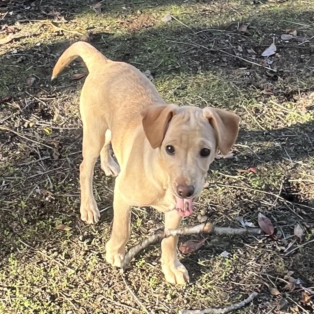 Osha, a Adoptable Labrador Retriever in Bulverde, TX image 4/6