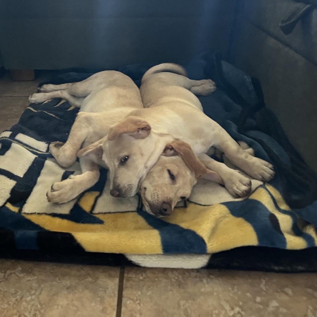 Osha, a Adoptable Labrador Retriever in Bulverde, TX image 5/6