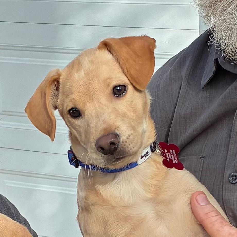 Osha, a Adoptable Labrador Retriever in Bulverde, TX image 6/6