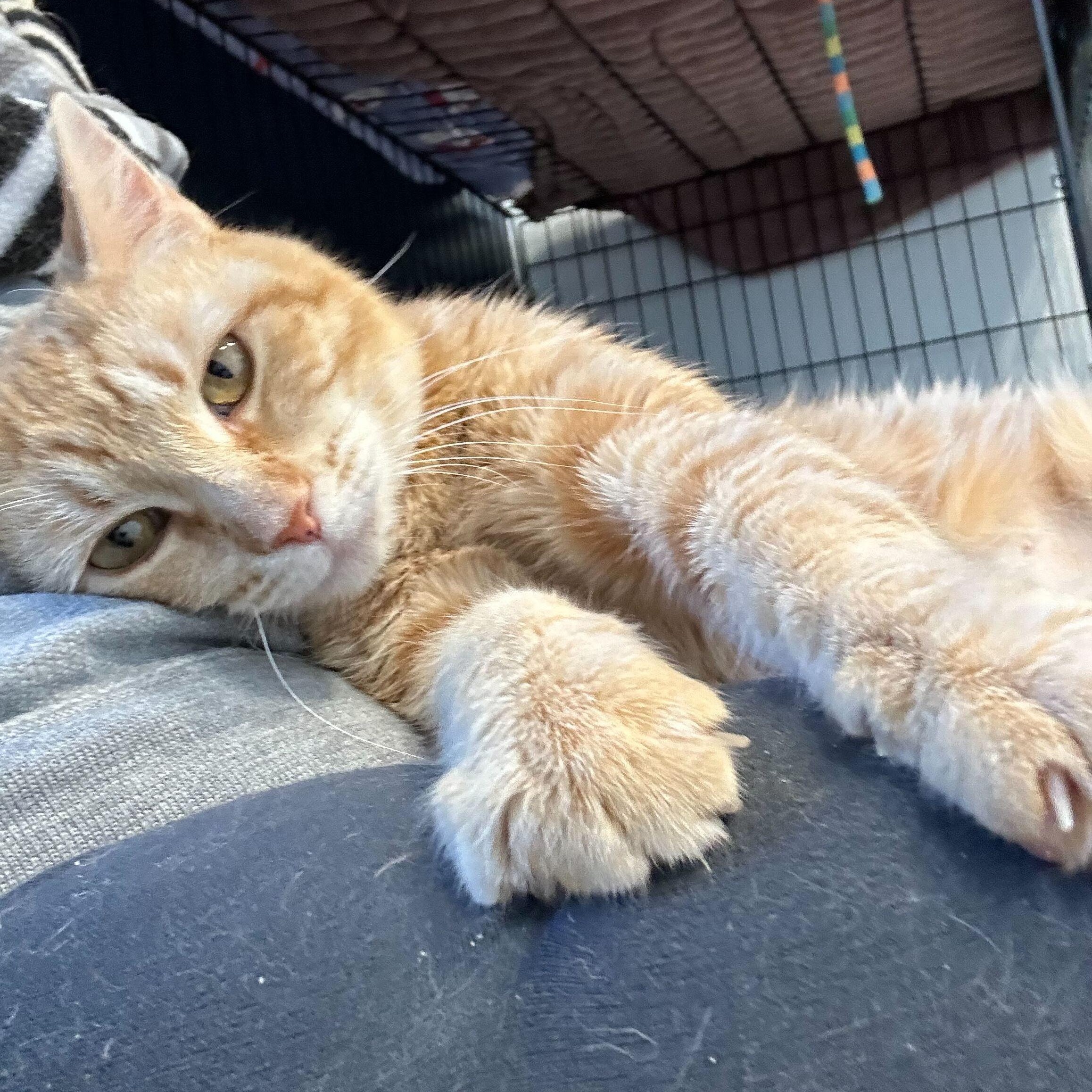 Pumpkin, a Adoptable Domestic Short Hair in North Haven, CT image 1/5
