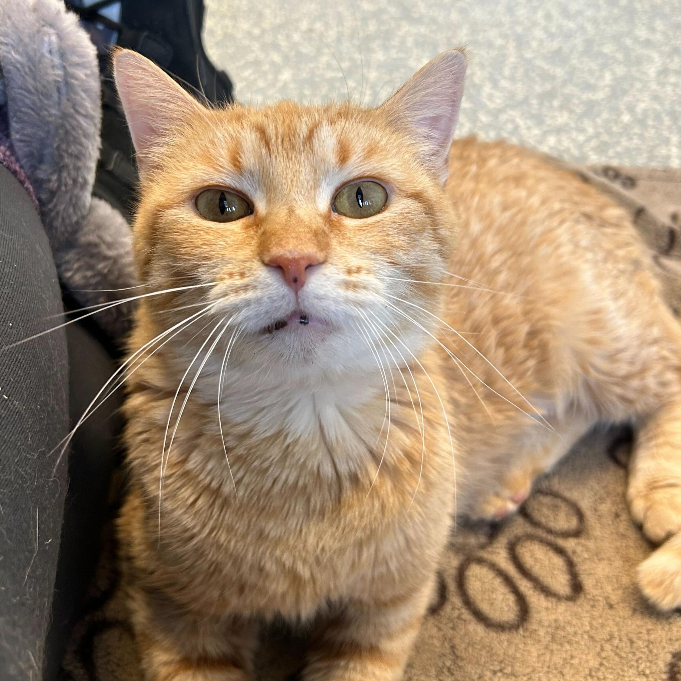 Pumpkin, a Adoptable Domestic Short Hair in North Haven, CT image 3/5