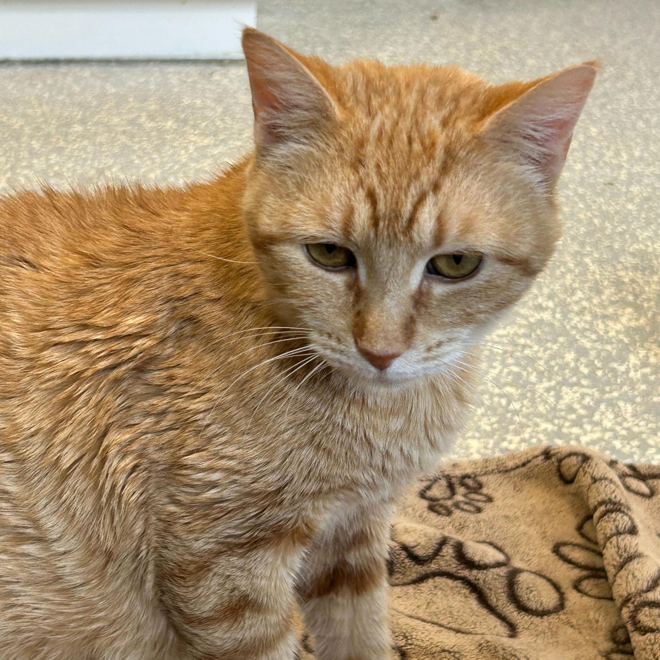 Pumpkin, a Adoptable Domestic Short Hair in North Haven, CT image 5/5