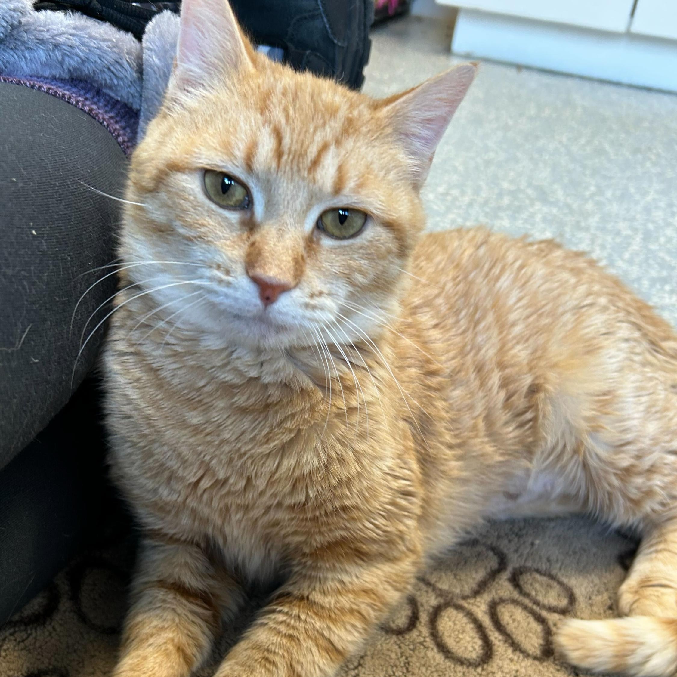 Pumpkin, a Adoptable Domestic Short Hair in North Haven, CT image 2/5