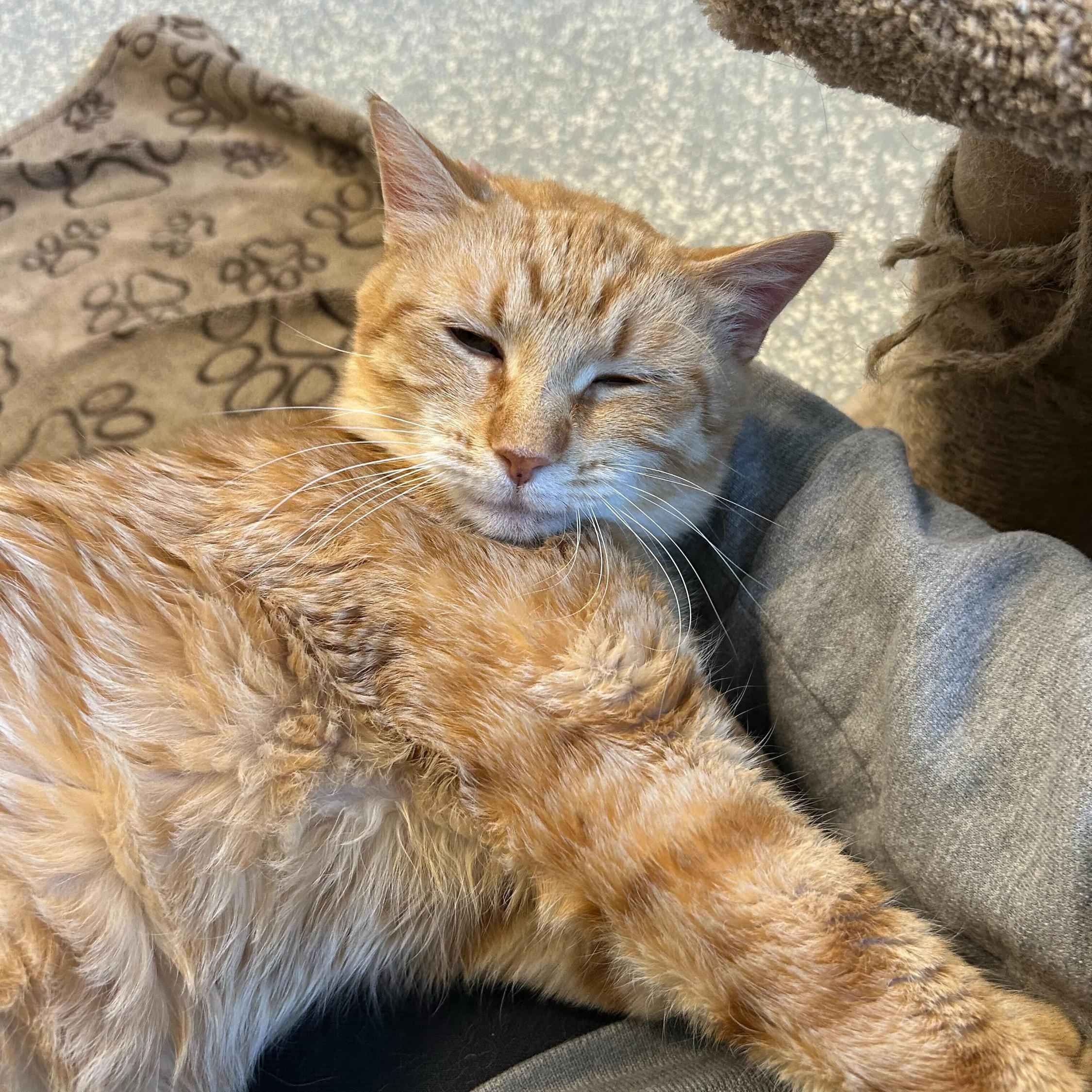 Pumpkin, a Adoptable Domestic Short Hair in North Haven, CT image 4/5