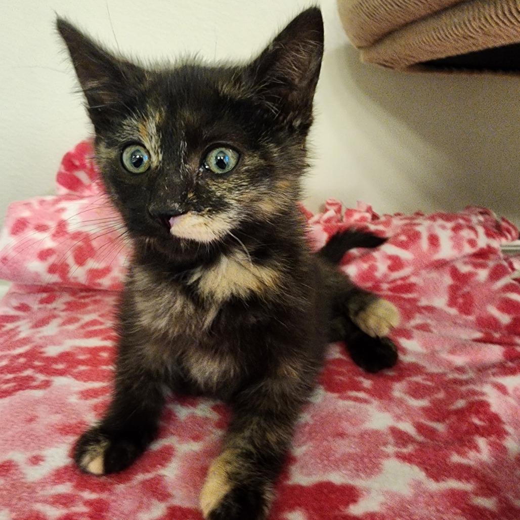 JELLYFISH (bonded w/Manta Ray)