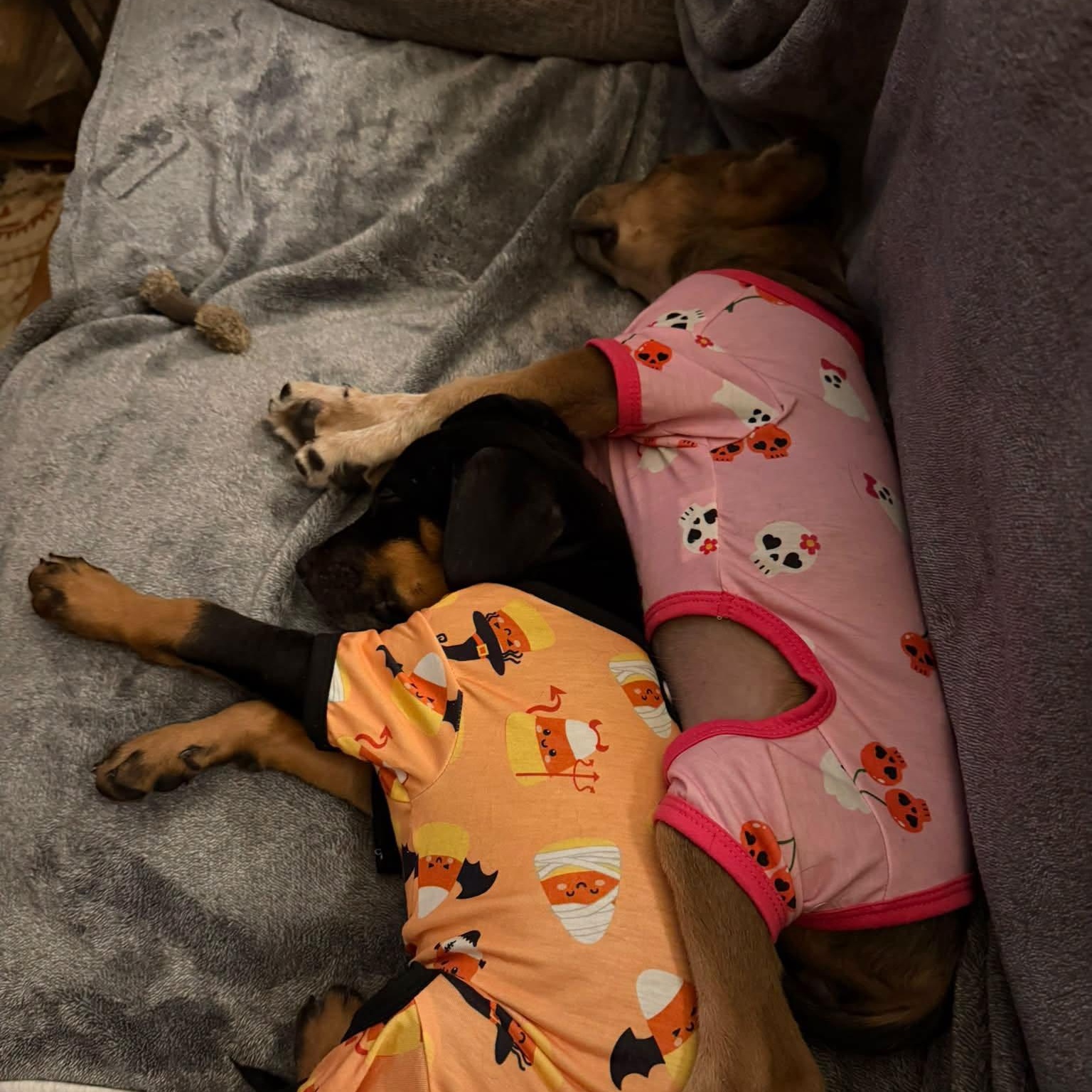 Enlarge Dolly, a Adoptable Mixed Breed in Little Rock, AR image 4/5