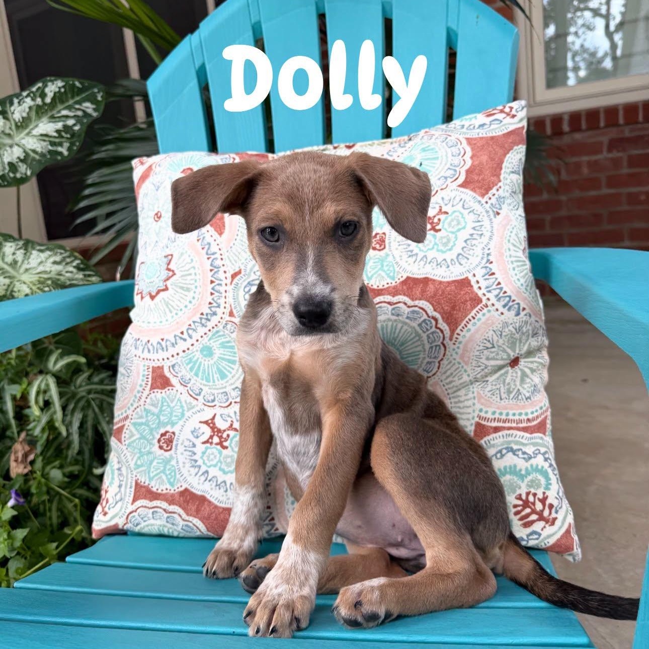 Dolly, Adoptable, Young Female Mixed Breed.