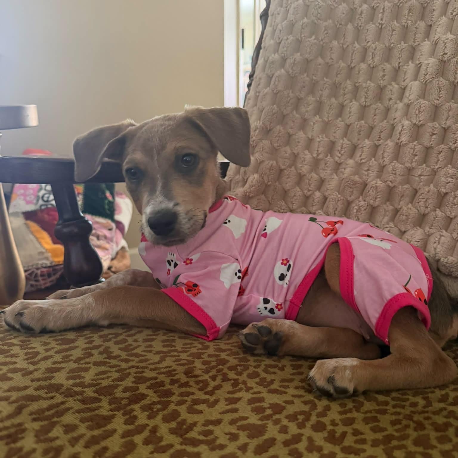 Enlarge Dolly, a Adoptable Mixed Breed in Little Rock, AR image 5/5