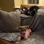 Enlarge Dolly, a Adoptable Mixed Breed in Little Rock, AR image 2/5