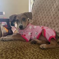 Enlarge Dolly, a Adoptable Mixed Breed in Little Rock, AR image 3/5