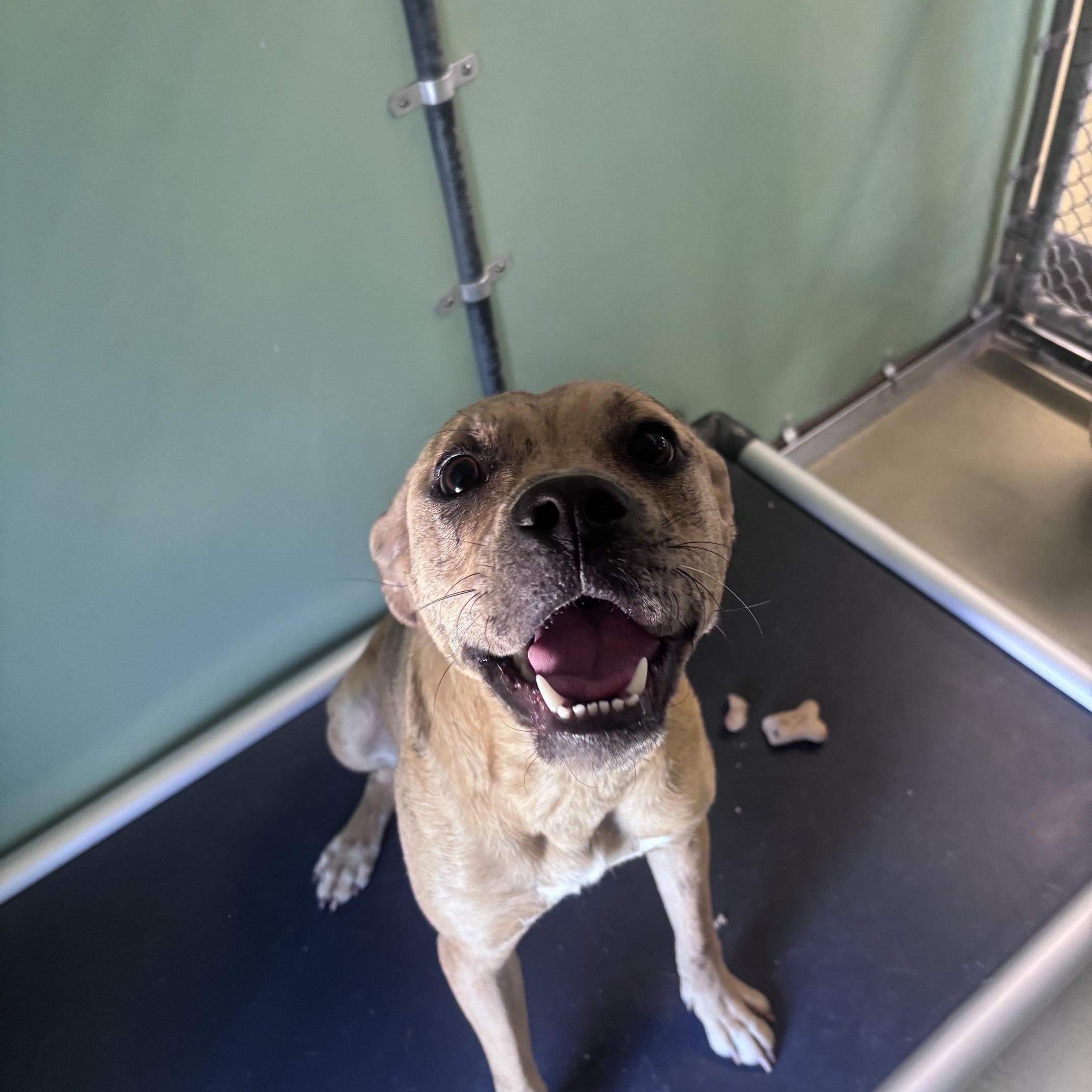 Enlarge Tinker, a Adoptable Mixed Breed in Marion, NC image 3/4