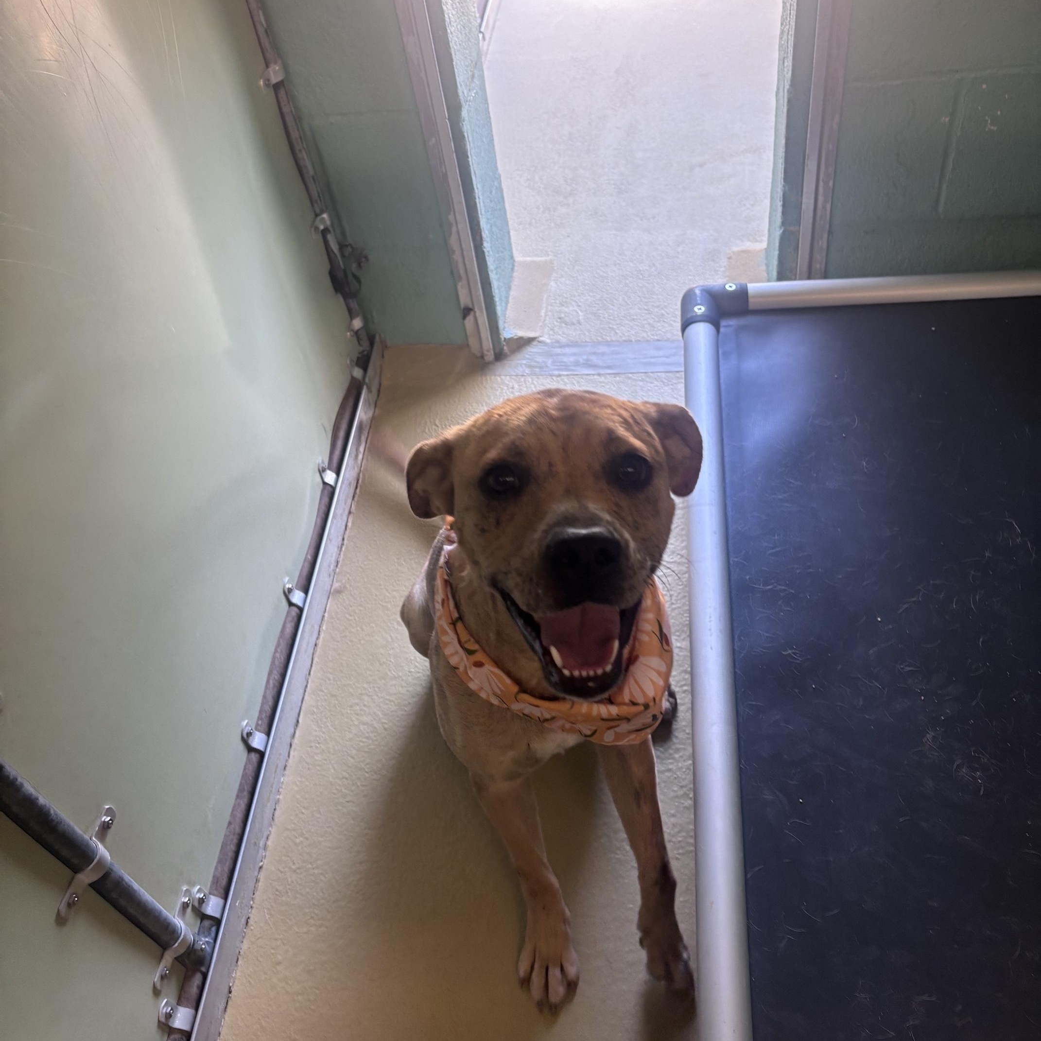 Tinker, Adoptable, Adult Female Mixed Breed.