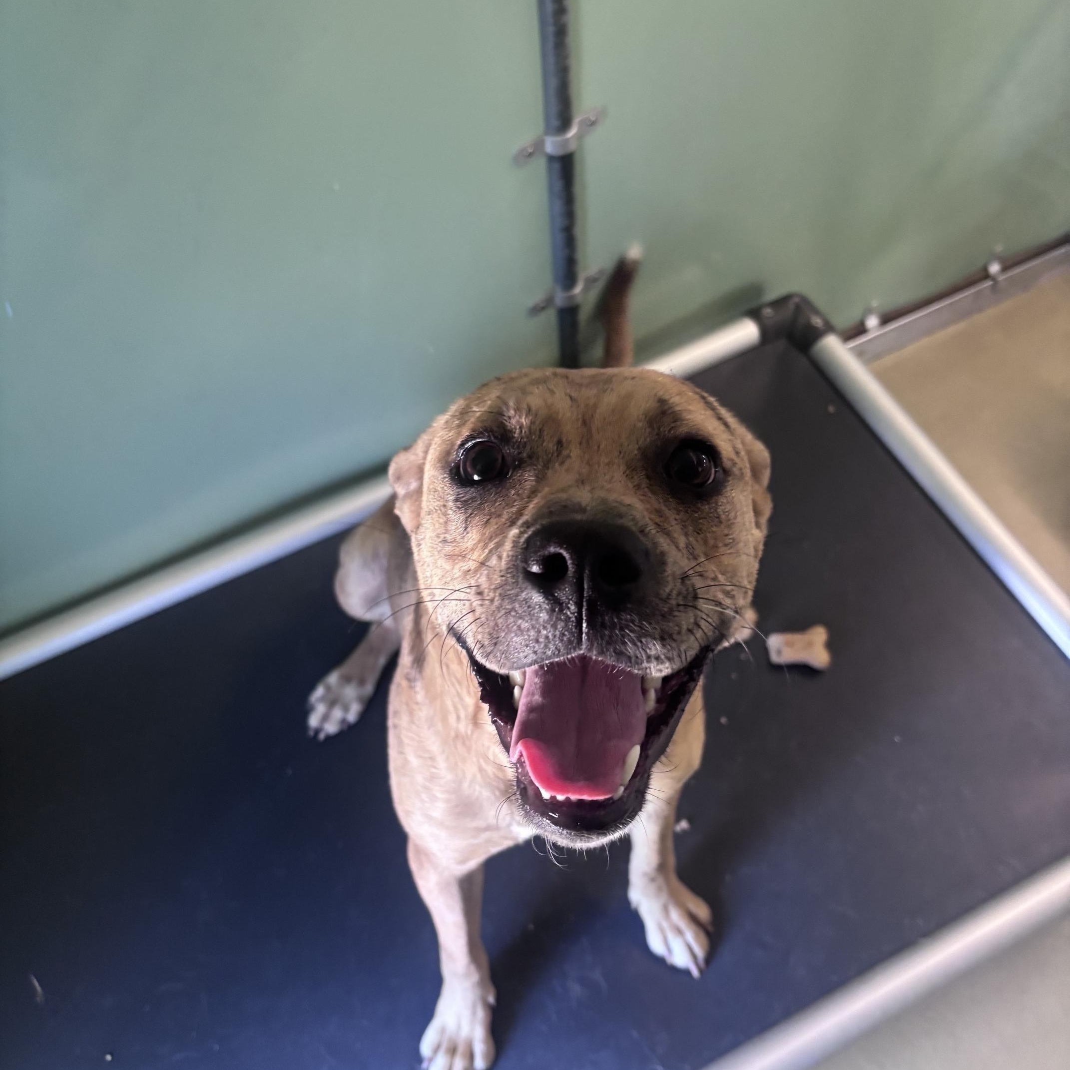 Enlarge Tinker, a Adoptable Mixed Breed in Marion, NC image 2/4