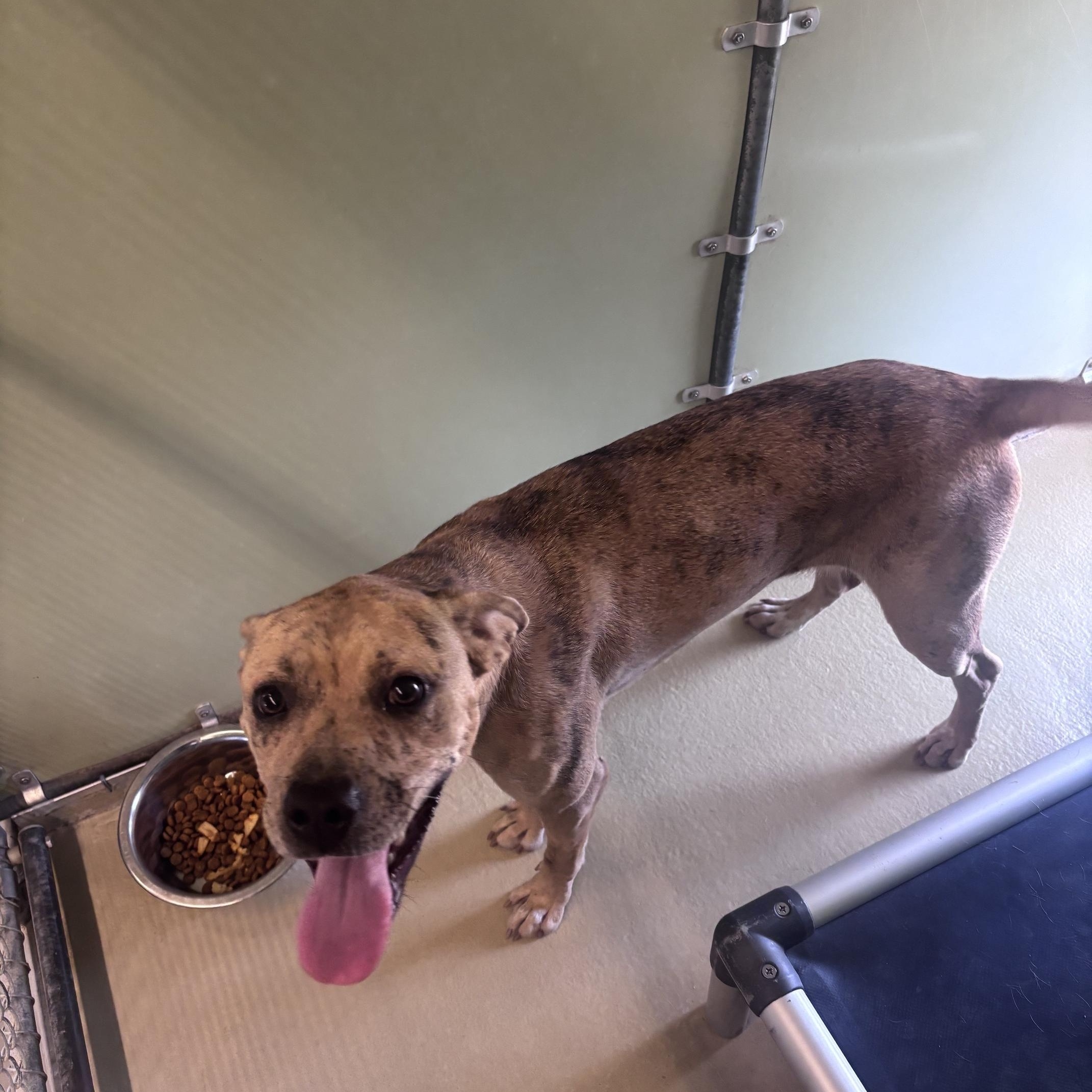 Enlarge Tinker, a Adoptable Mixed Breed in Marion, NC image 4/4