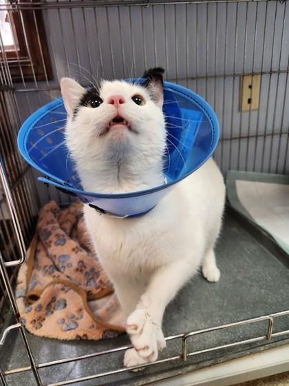 Arni, Adult Male Domestic Short Hair