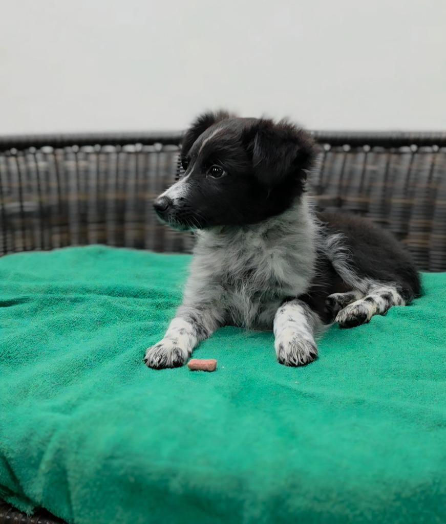 Addam, Adoptable, Puppy Male Border Collie & Cattle Dog.
