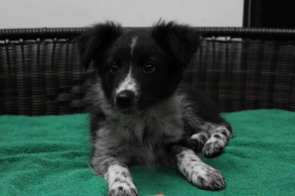 Enlarge Addam, a Adoptable mixed breed in Neillsville, WI image 2/2