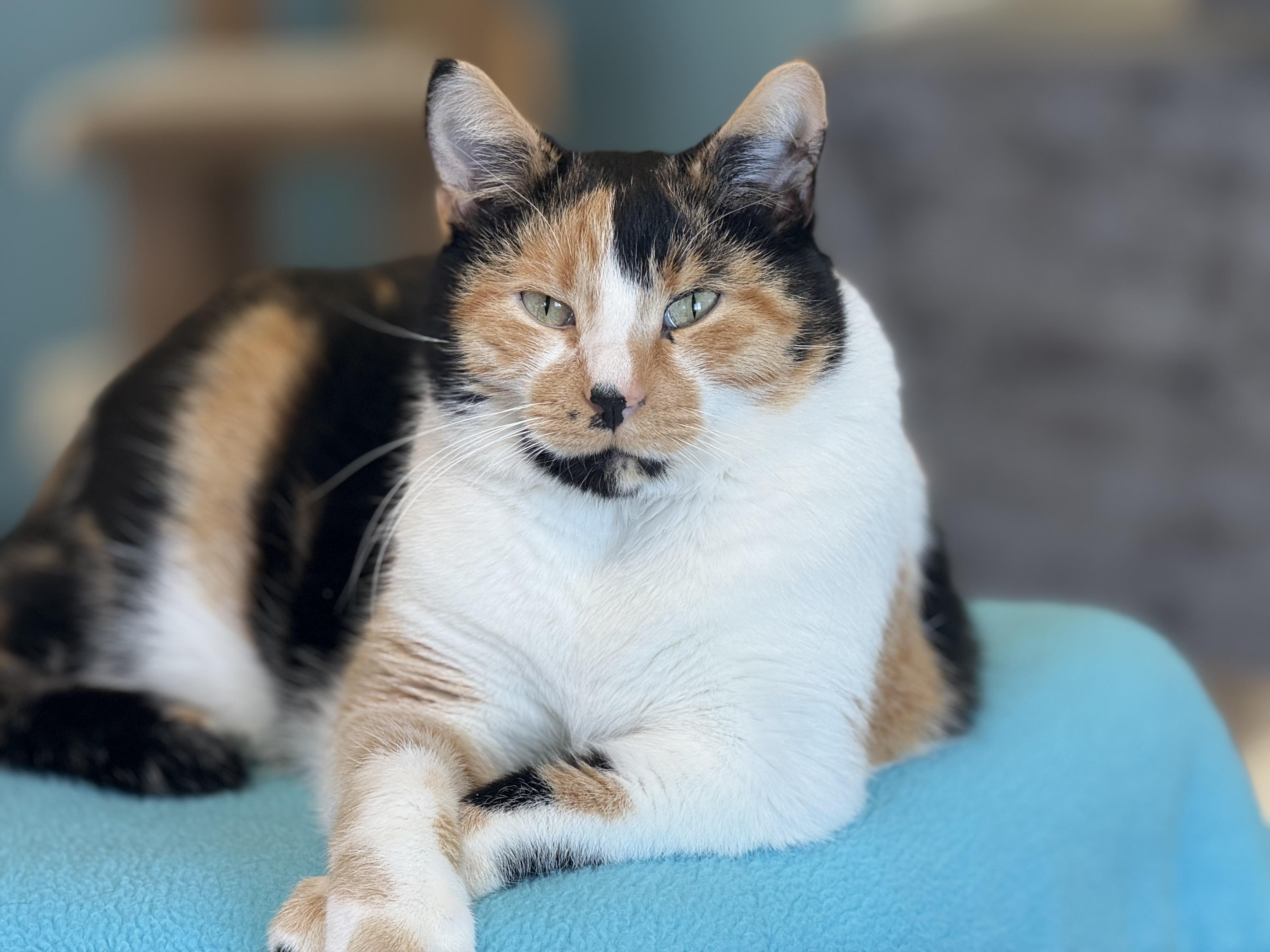 Navi, Adoptable, Adult Female Calico.