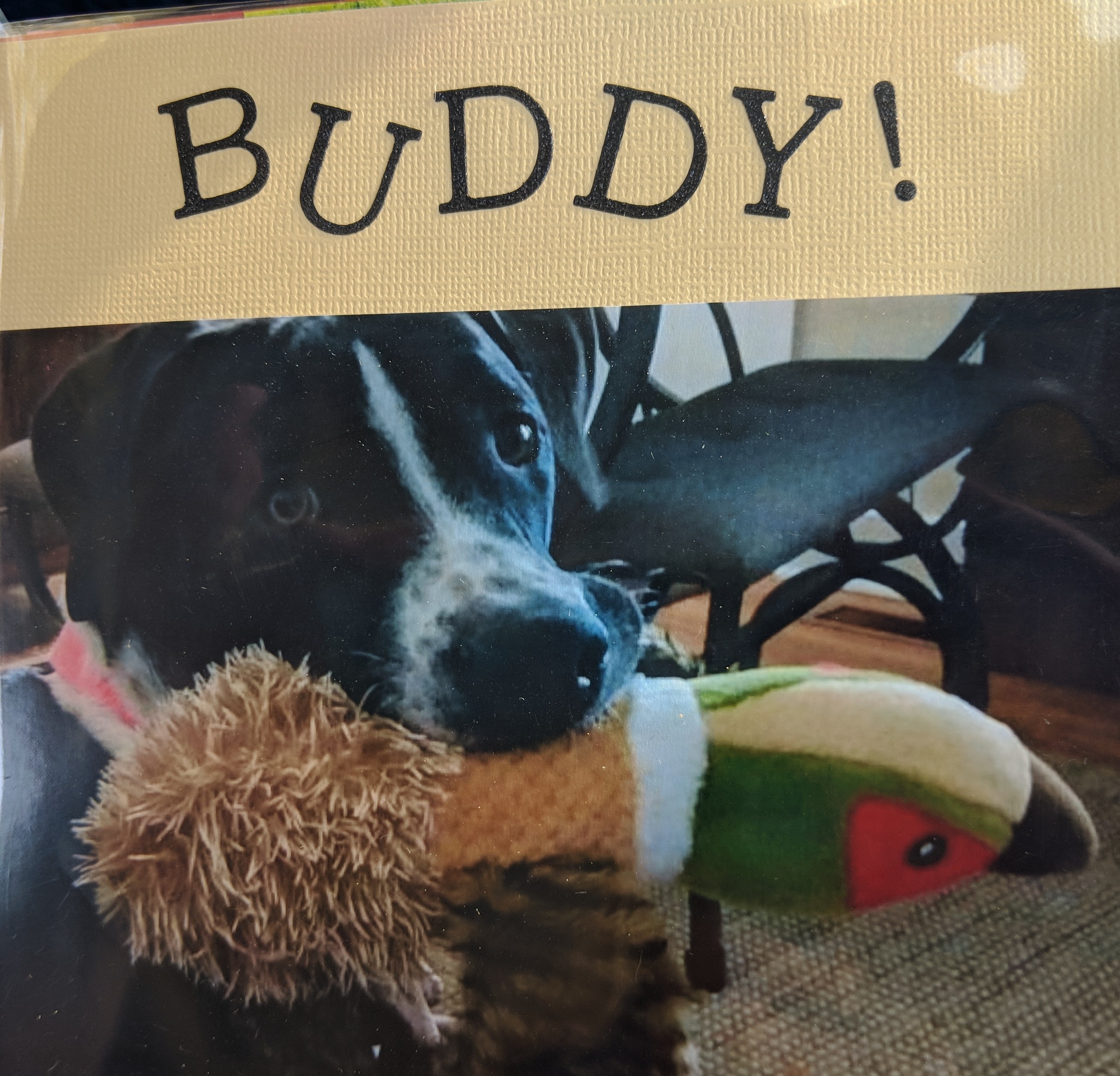 Buddy