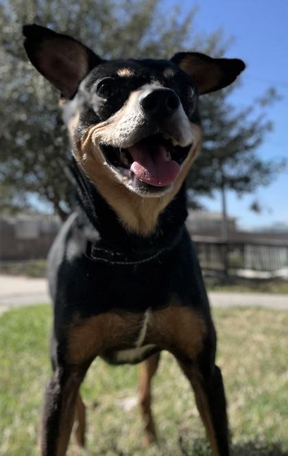 Rango — thumbnail 2