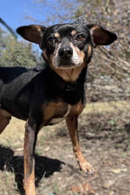 Rango — thumbnail 3